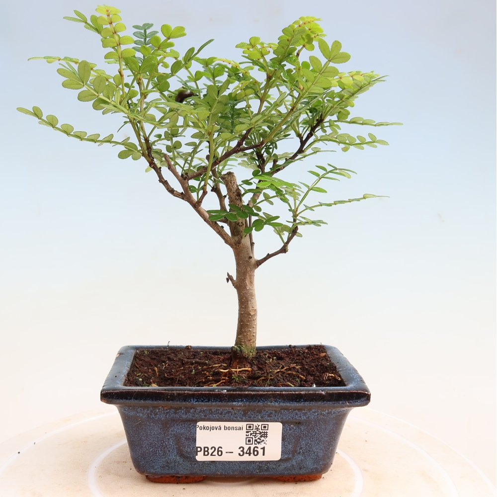 Salle bonsaï - Zantoxylum piperitum - arbre à poivre