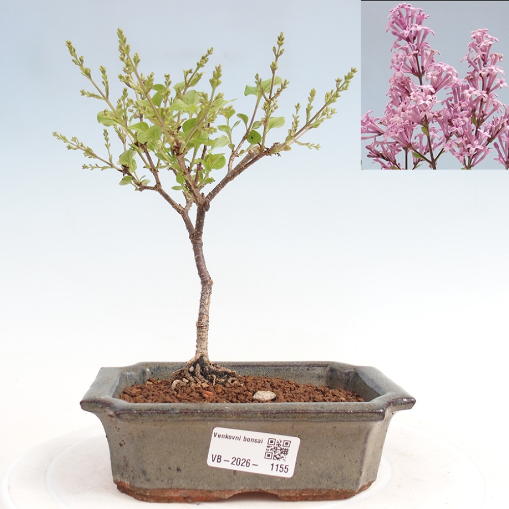 Bonsaï d'extérieur - Syringa Meyeri Palibin - Lilas de Meyer