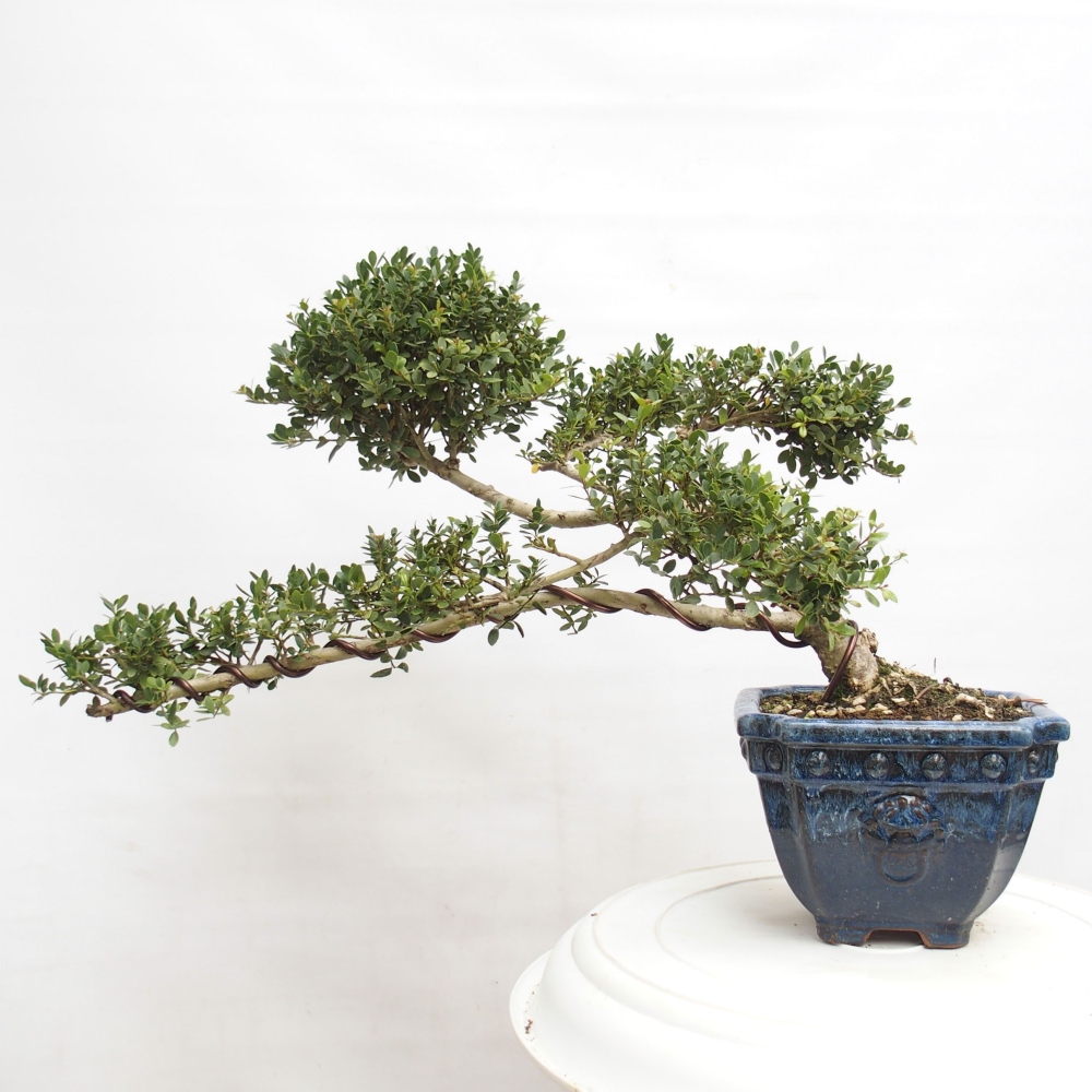 Bonsaï de chambre - Ilex crenata - Houx