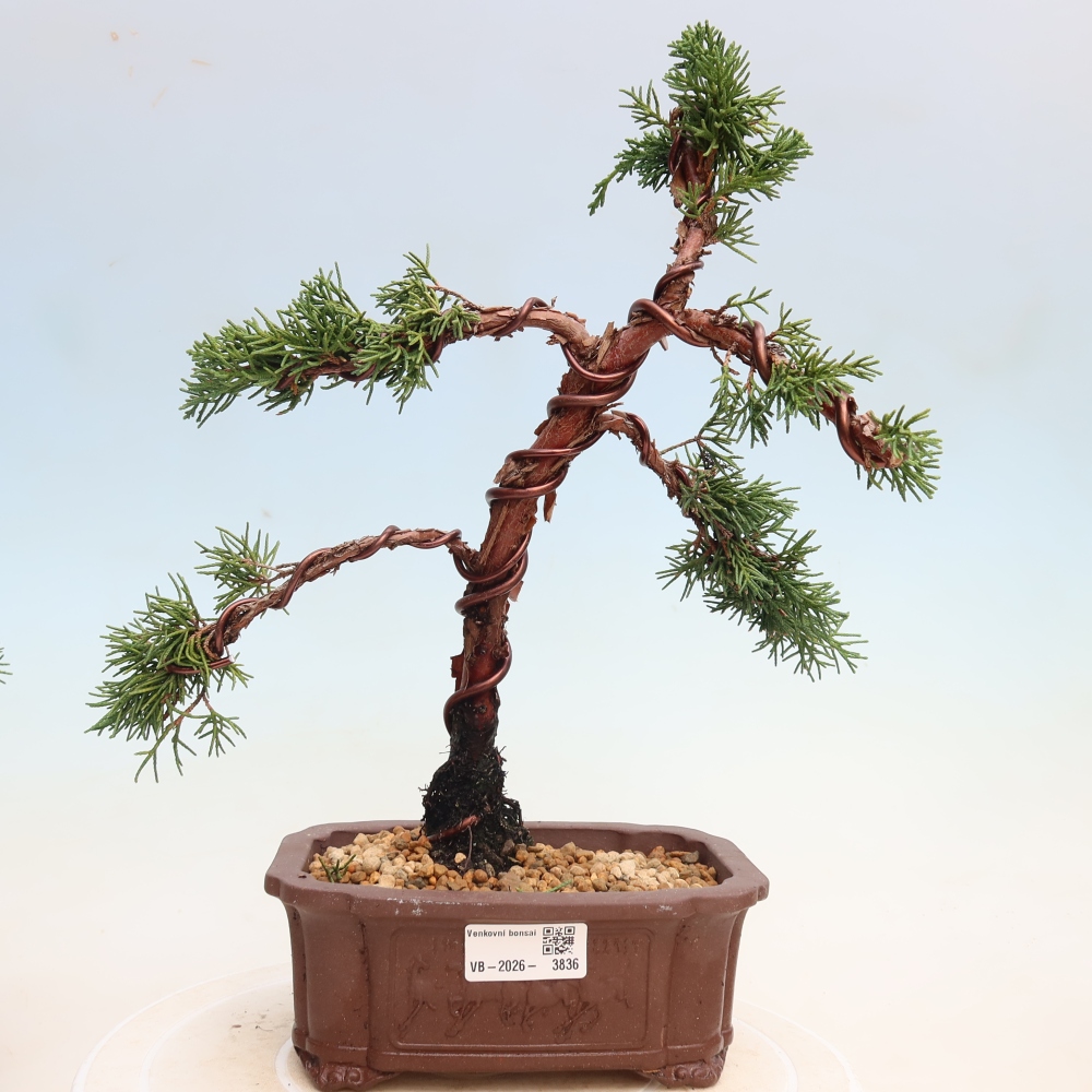 Bonsaï d'extérieur - Juniperus chinensis Kishu