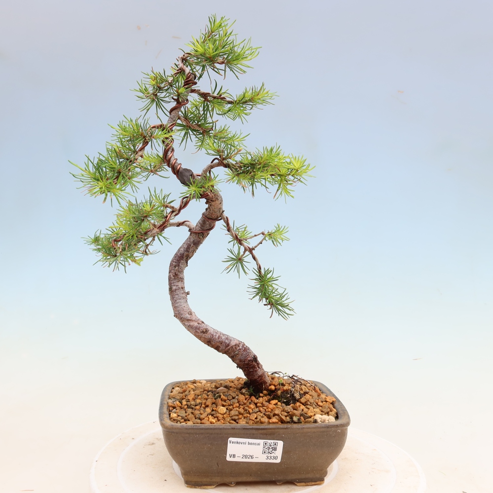Bonsaï d'extérieur -Larix decidua - Mélèze