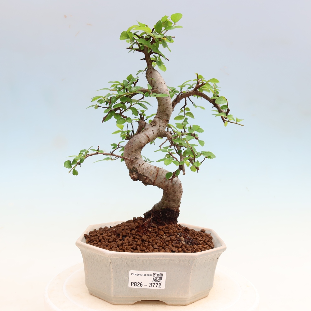 Bonsaï de chambre - Ulmus parvifolia - Orme à petites feuilles