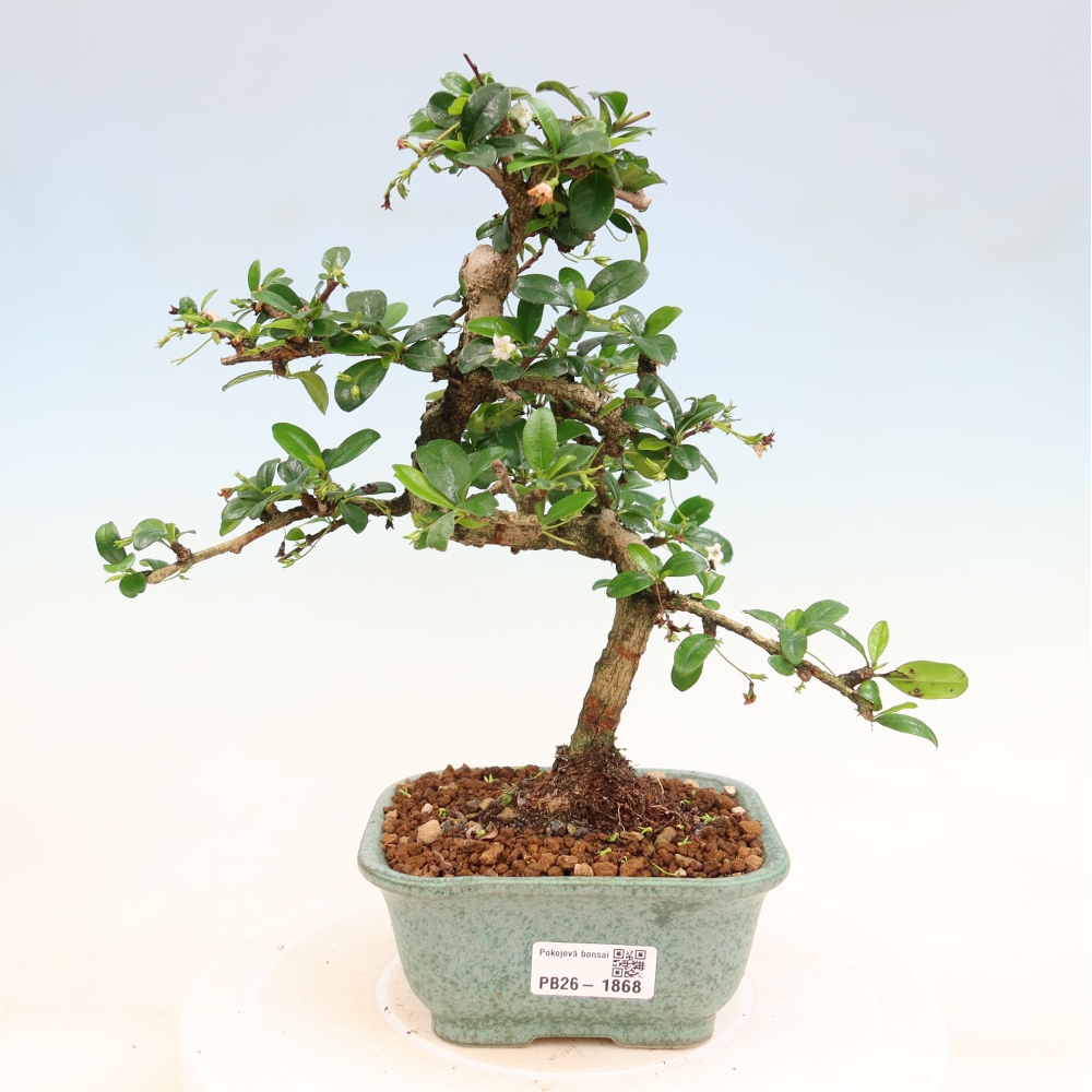 Bonsaï de chambre - Carmona macrophylla - Tea fuki