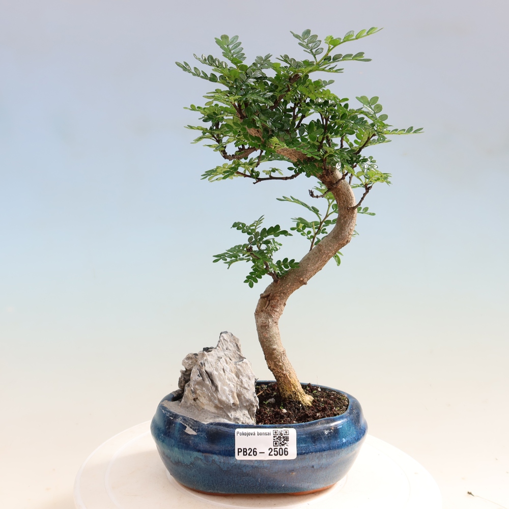 Salle bonsaï - Zantoxylum piperitum - arbre à poivre