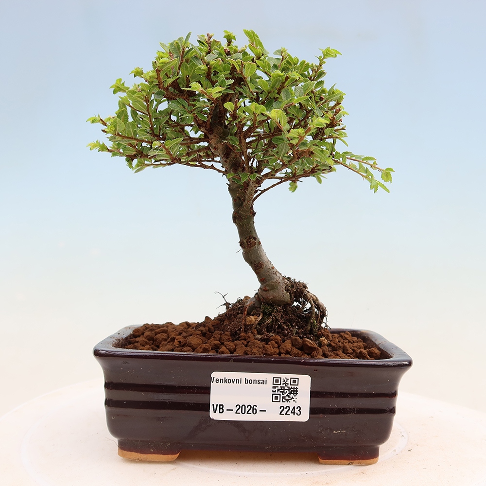 Bonsaï d'extérieur - Ulmus parvifolia Sagei - Orme à petites feuilles