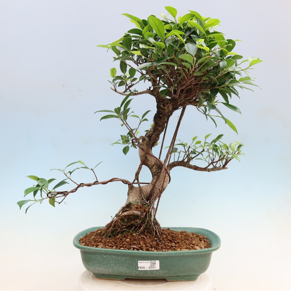 Salle bonsaï - Ficus kimmen - ficus à petites feuilles