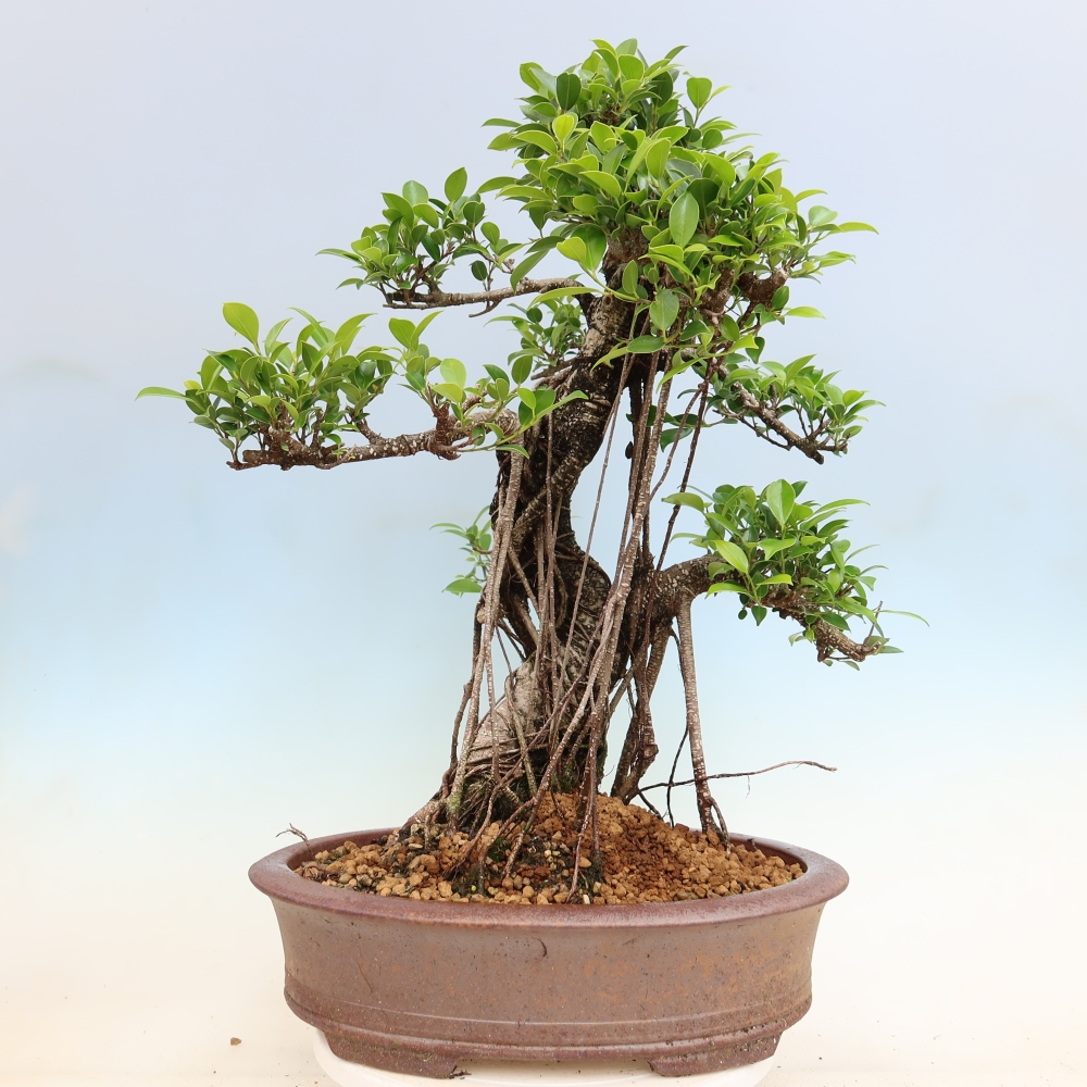 Salle bonsaï - Ficus kimmen - ficus à petites feuilles