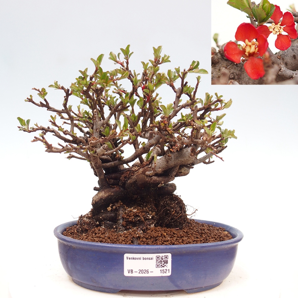 Bonsaï d'extérieur - Chaneomeles speciosa - Coing