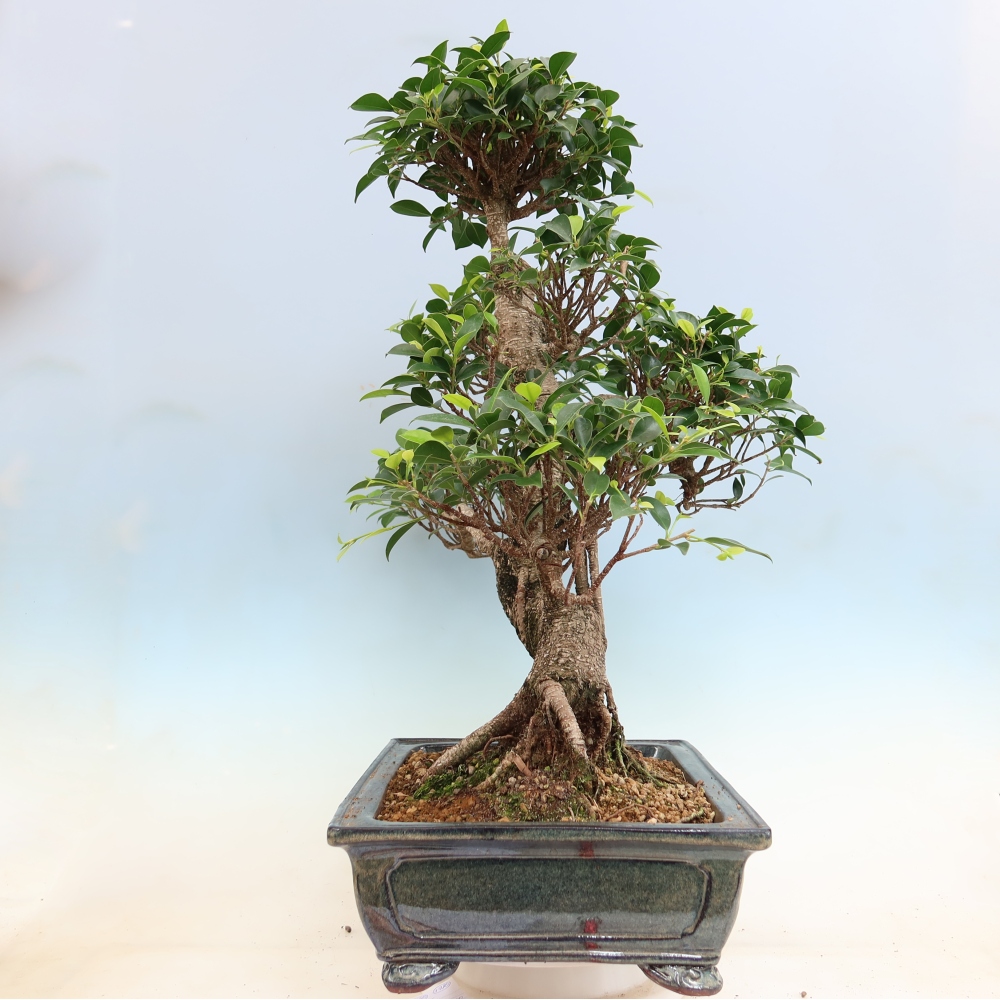 Salle bonsaï - Ficus kimmen - ficus à petites feuilles