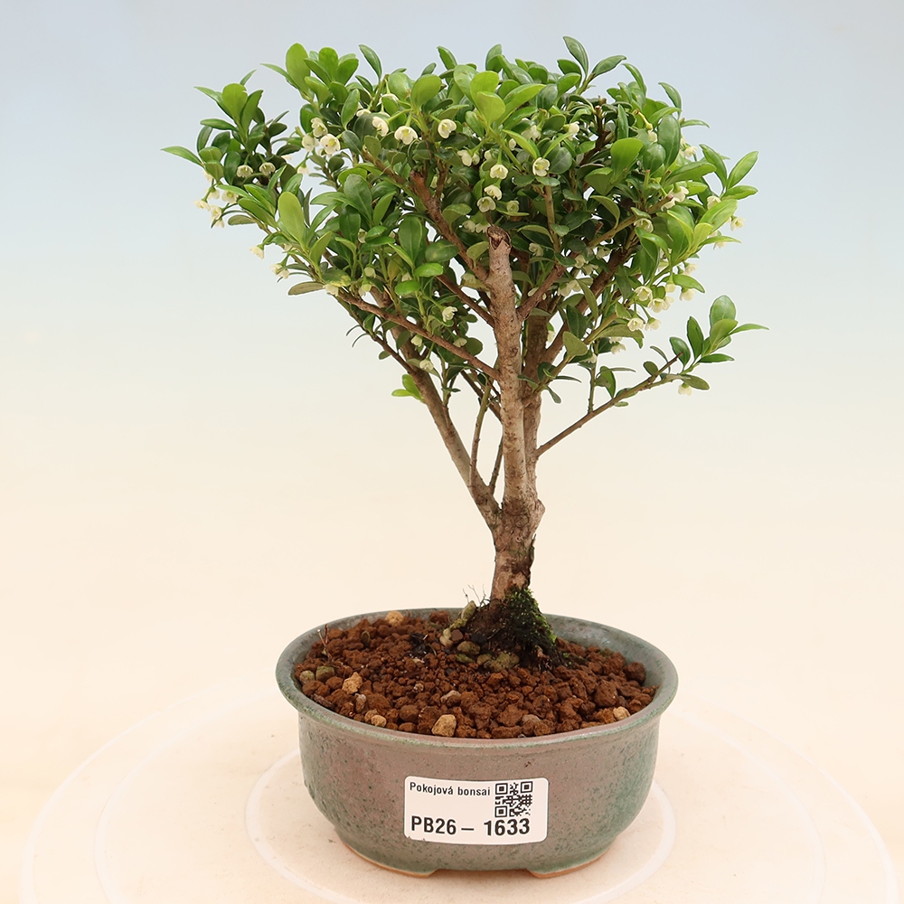 Bonsaï de chambre - Ilex crenata - Houx