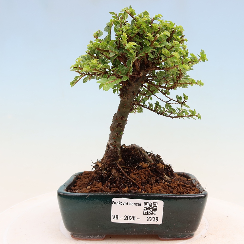 Bonsaï d'extérieur - Ulmus parvifolia Sagei - Orme à petites feuilles