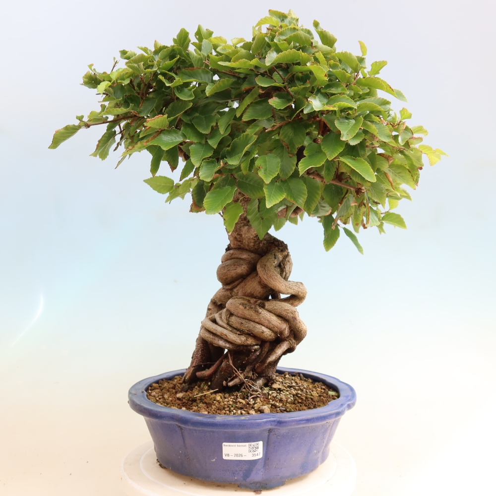 Bonsaï d'extérieur -Carpinus CARPINOIDES - Charme de Corée