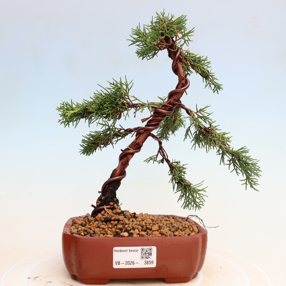 Bonsaï d'extérieur - Juniperus chinensis Kishu