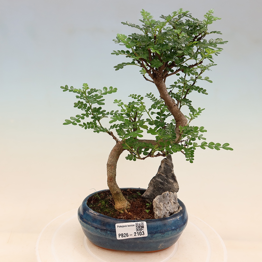 Salle bonsaï - Zantoxylum piperitum - arbre à poivre
