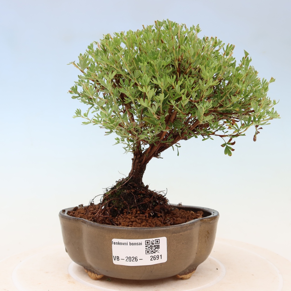 Bonsaï d'extérieur - Potentille arbustive - Potentilla fruticosa Goldkissen