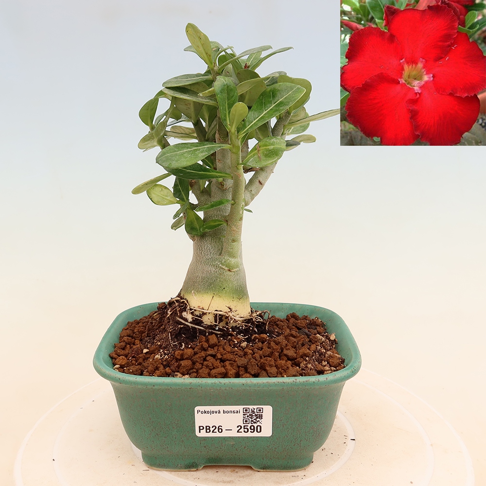 Bonsaï d'intérieur - Adenium obesum Red Star - Rose du désert