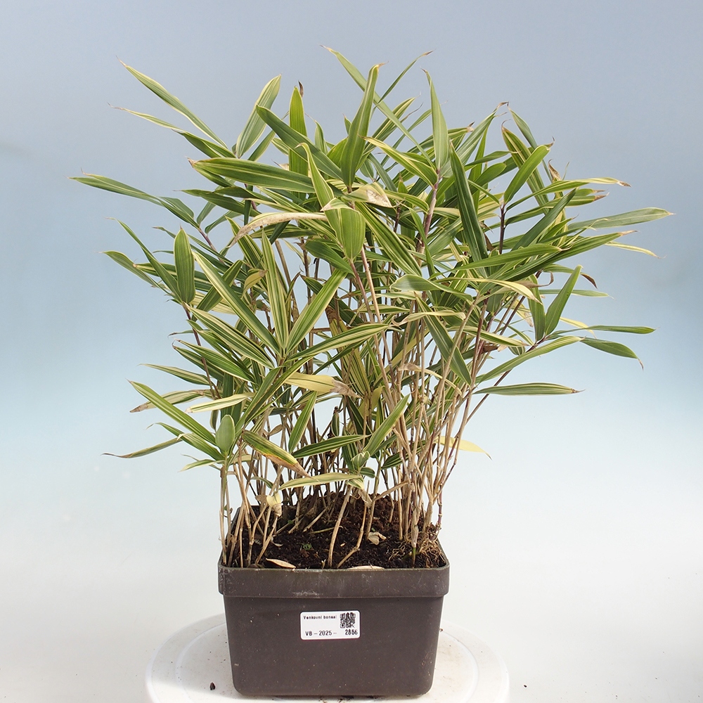 Bonsaï d'extérieur - Sasaella masamuneana Albostriata - Bambou