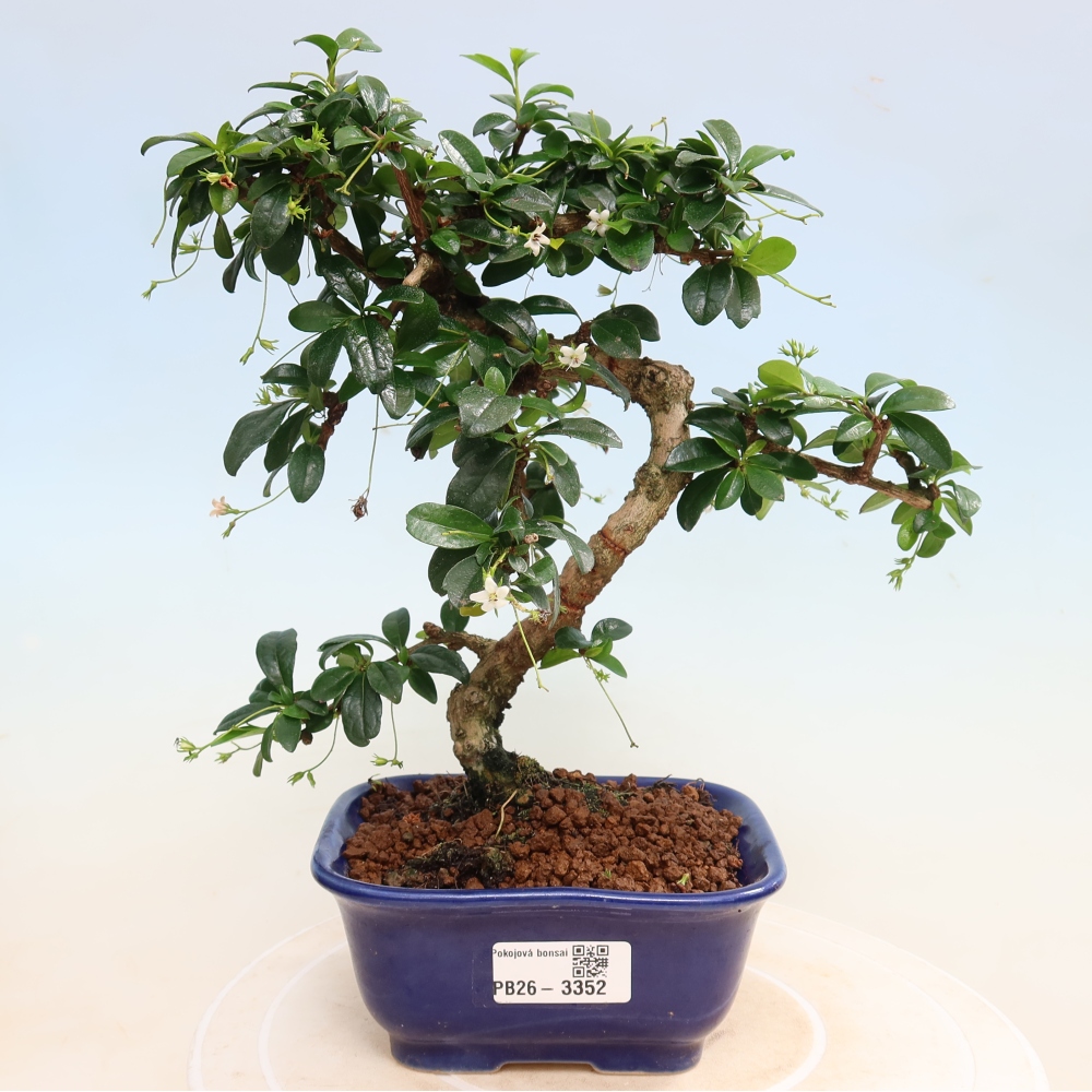 Bonsaï de chambre - Carmona macrophylla - Tea fuki