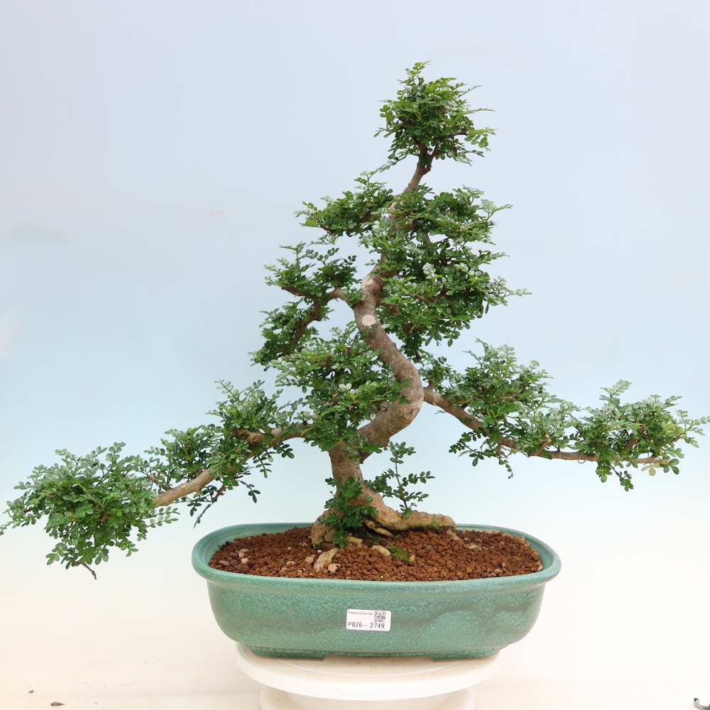 Salle bonsaï - Zantoxylum piperitum - arbre à poivre