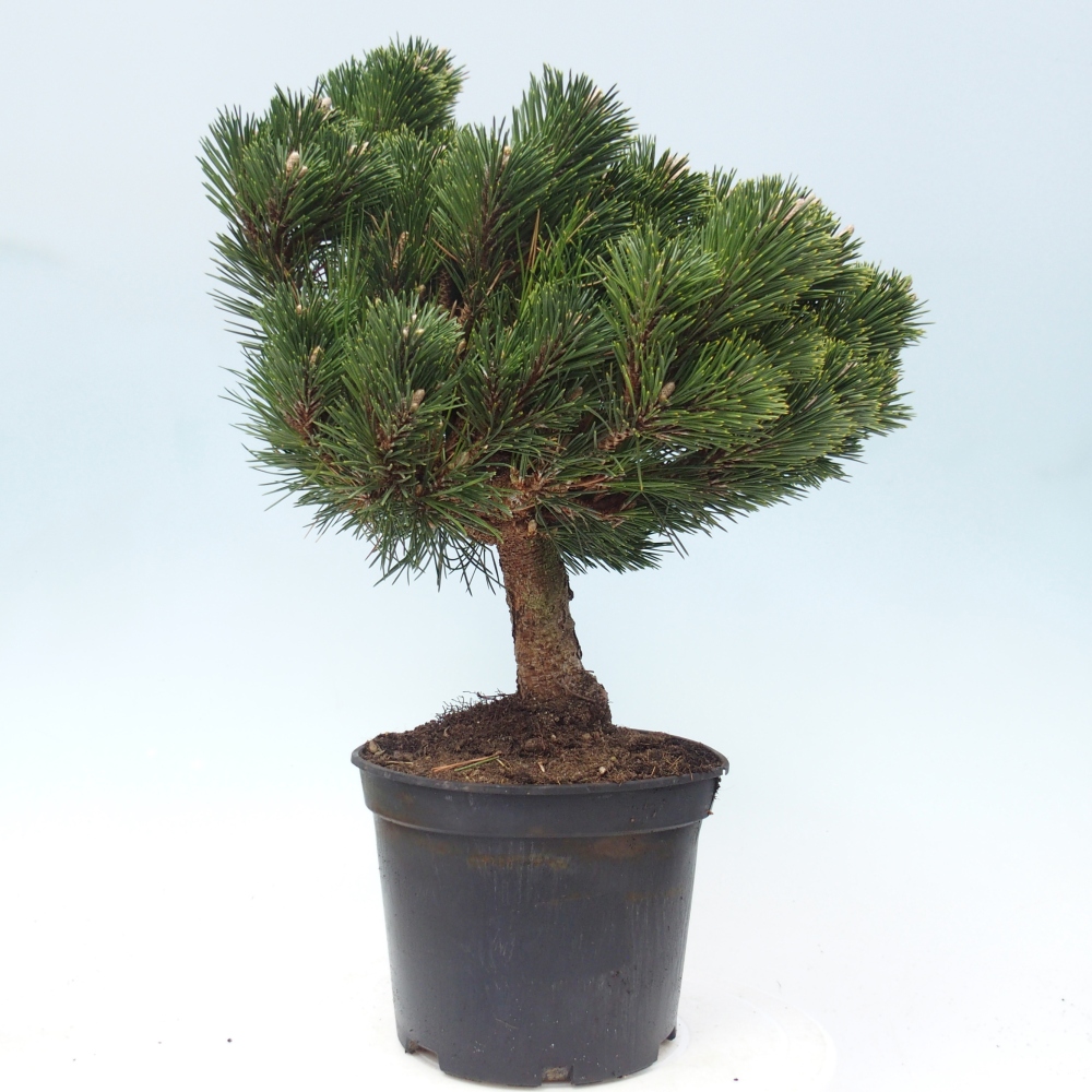 Bonsaï d'extérieur - Pinus thunbergii senjyumaru - Pin de Thunberg
