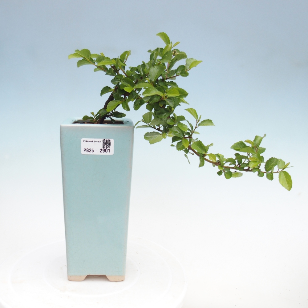 Bonsaï d'intérieur - Grewia occidentalis - Etoile de mer lavande