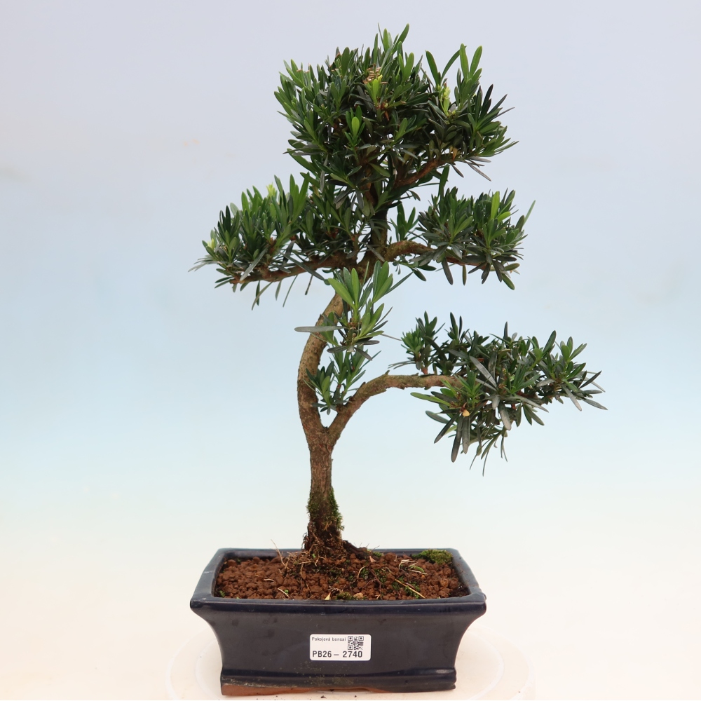 Salle bonsaï - Podocarpus - If en pierre
