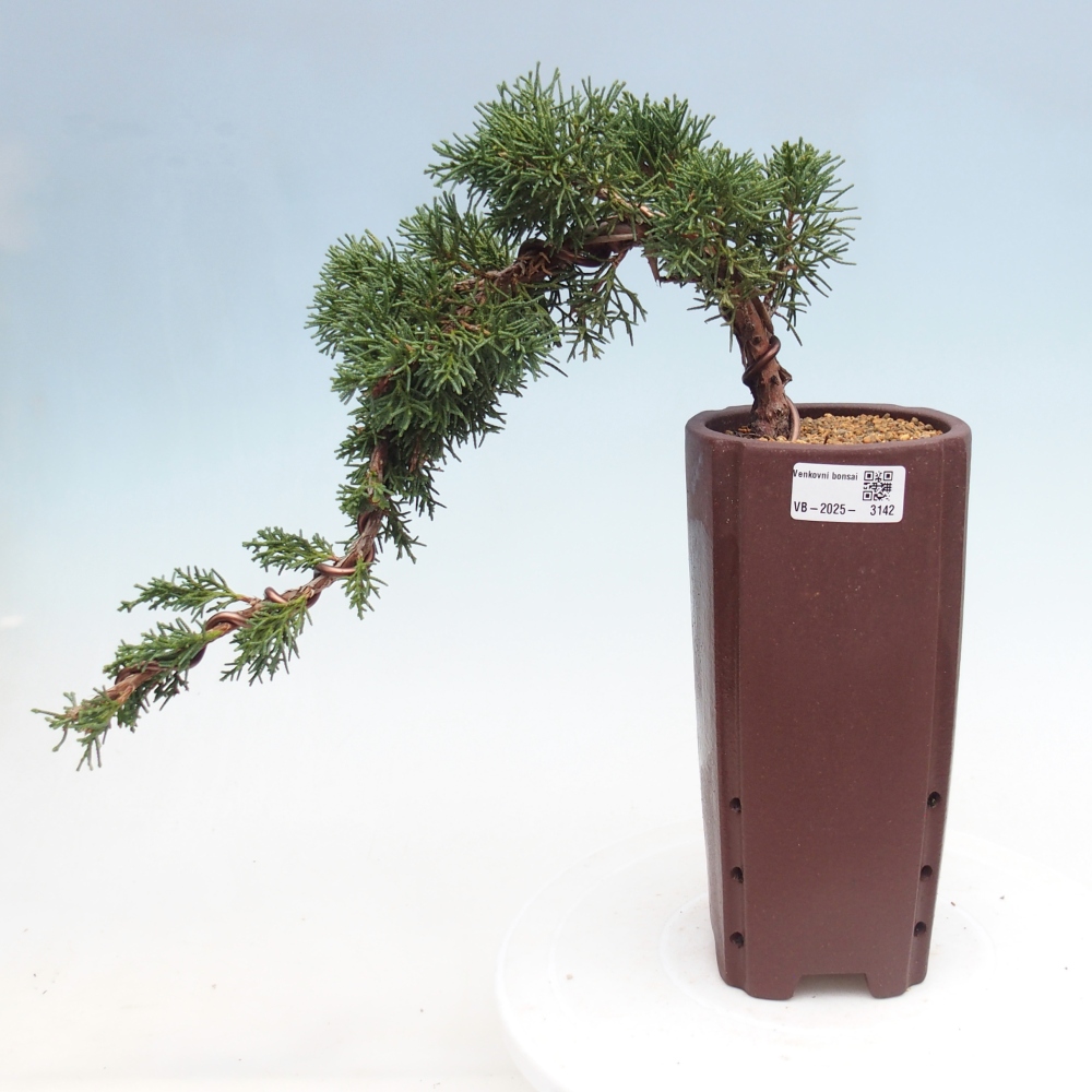 Bonsaï d'extérieur - Juniperus chinensis Kishu