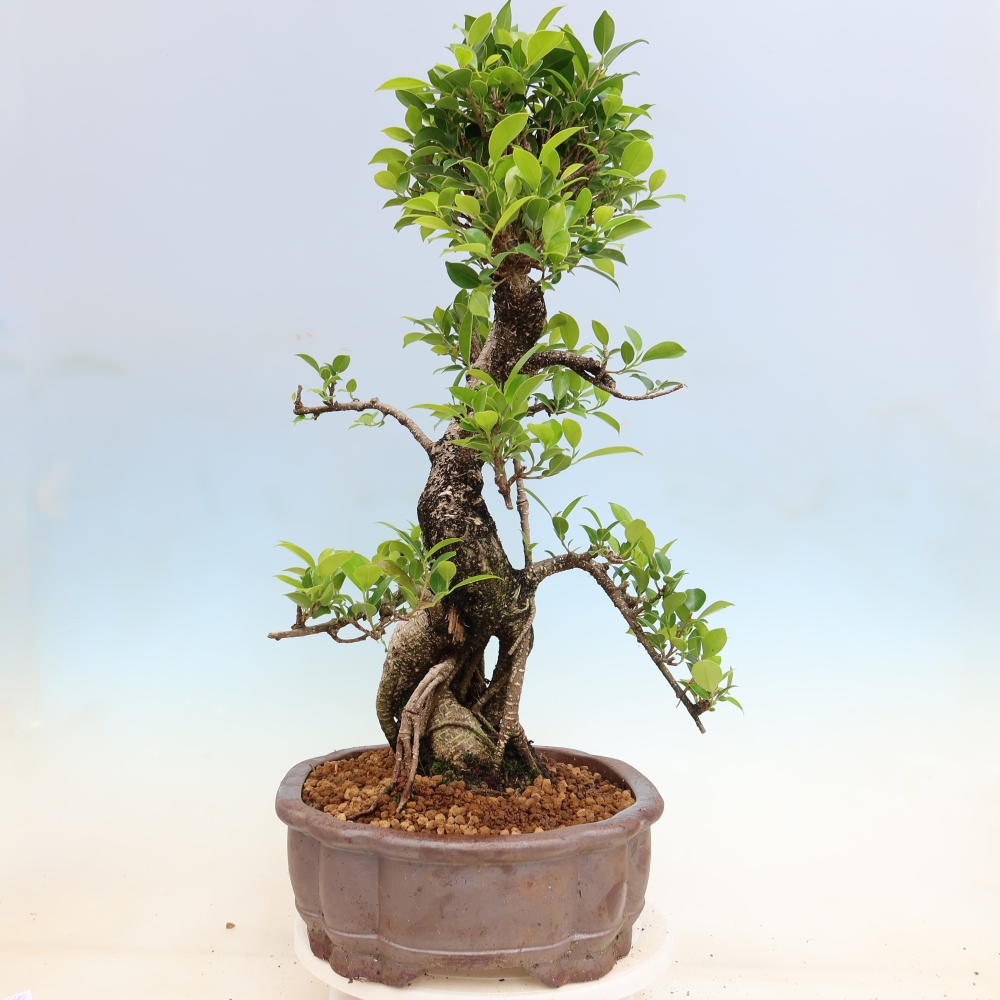 Salle bonsaï - Ficus kimmen - ficus à petites feuilles