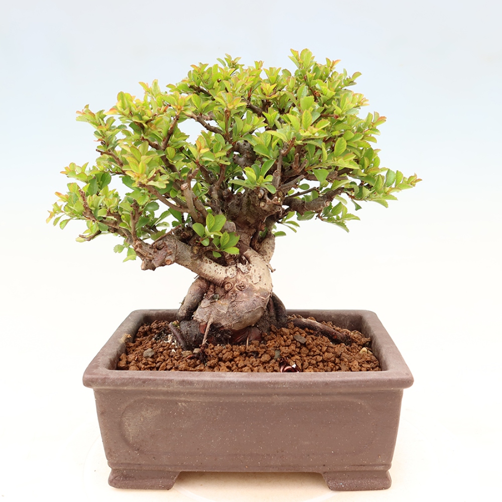 Bonsaï d'extérieur - Chaneomeles speciosa Chojubai