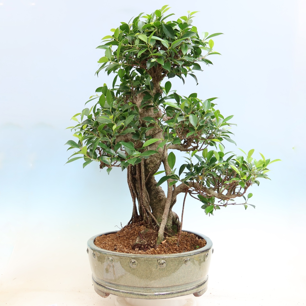 Salle bonsaï - Ficus kimmen - ficus à petites feuilles