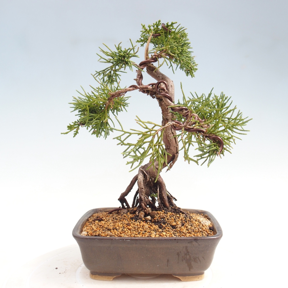 Bonsaï d'extérieur - Juniperus chinensis Kishu