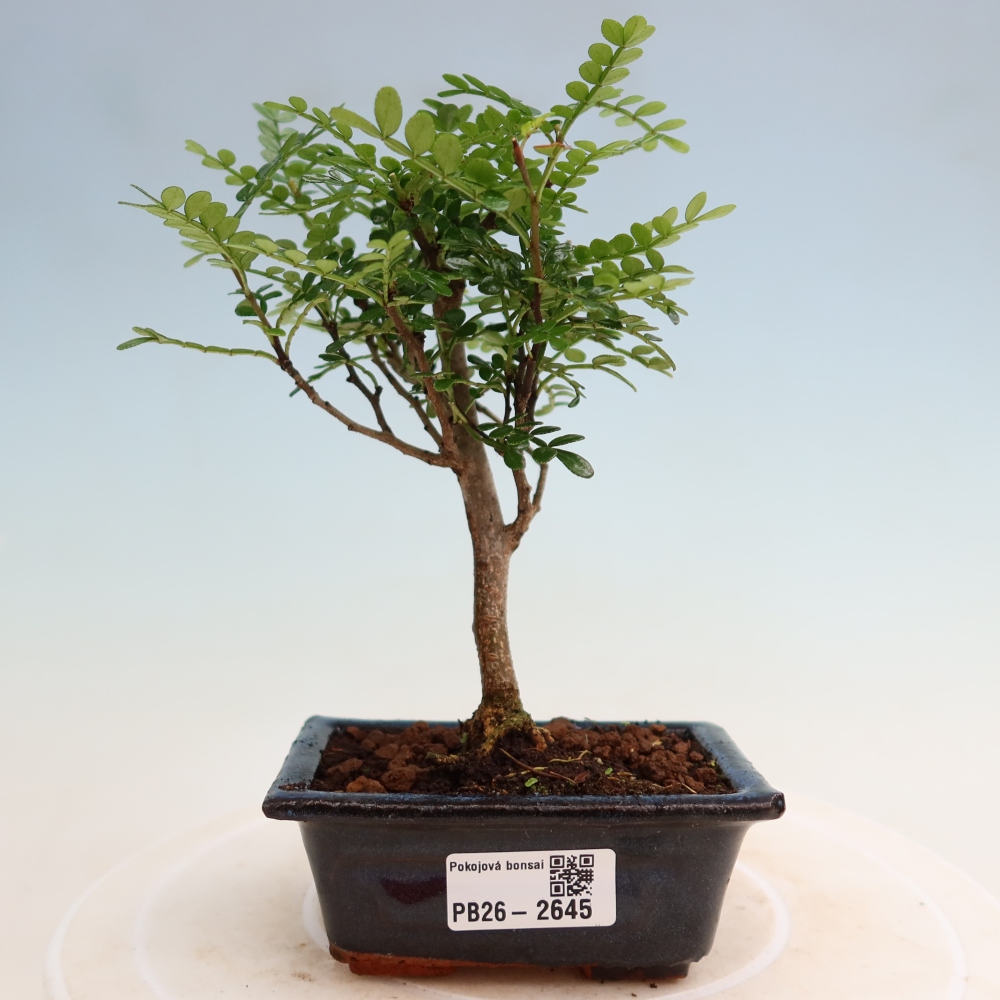 Salle bonsaï - Zantoxylum piperitum - arbre à poivre