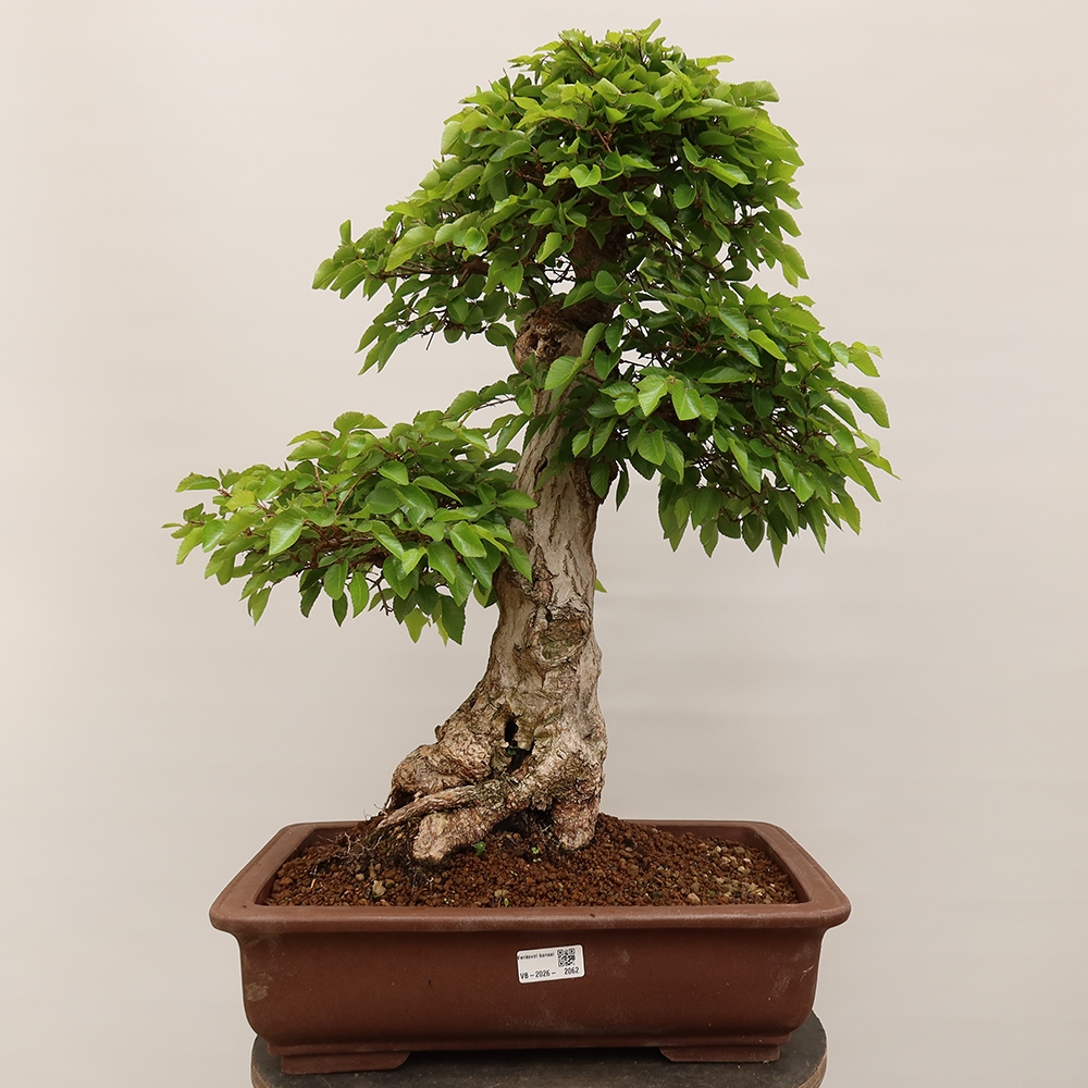 Bonsaï d'extérieur -Carpinus Coreana - Charme de Corée