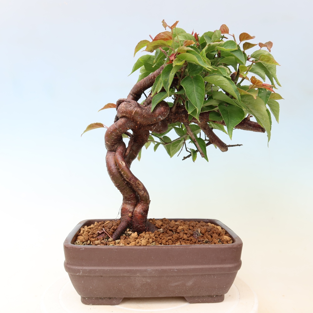 Bonsaï d'extérieur - Abricotier japonais - Prunus Mume