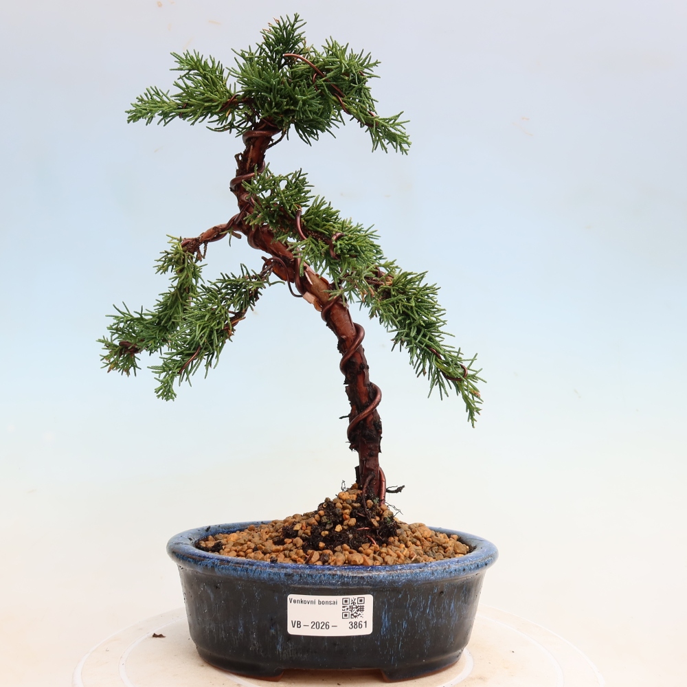 Bonsaï d'extérieur - Juniperus chinensis Kishu
