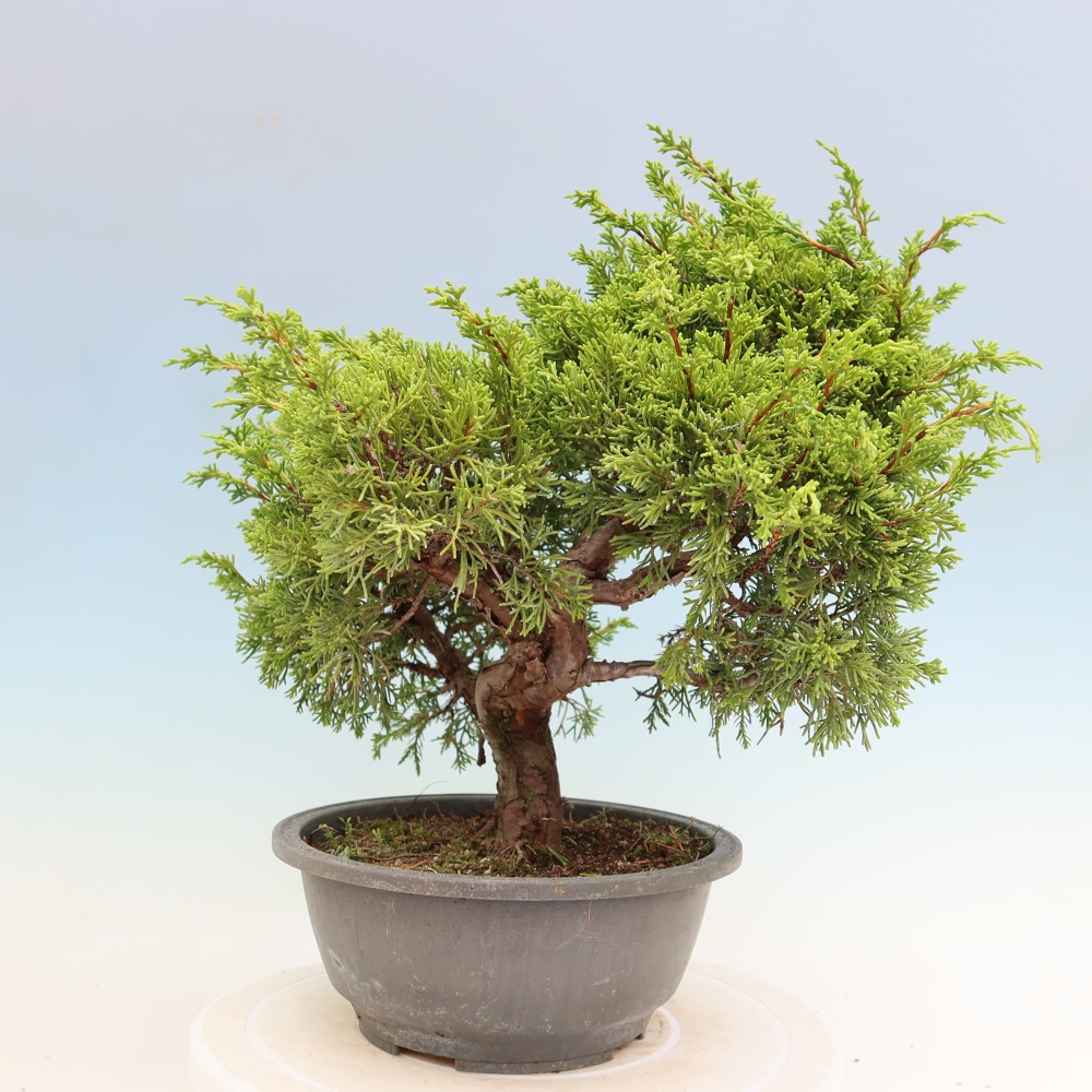 Bonsaï d'extérieur - Juniperus chinensis Itoigawa-Juniperus chinensis