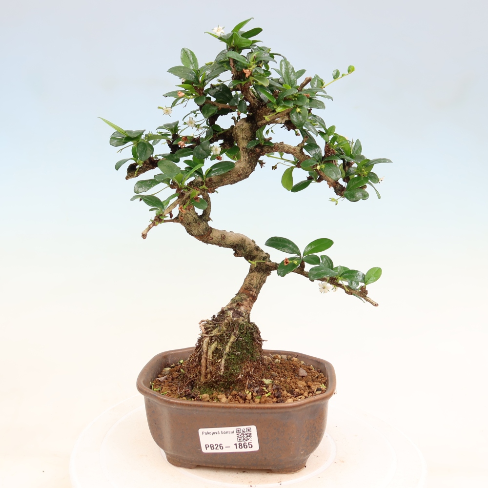 Bonsaï de chambre - Carmona macrophylla - Tea fuki