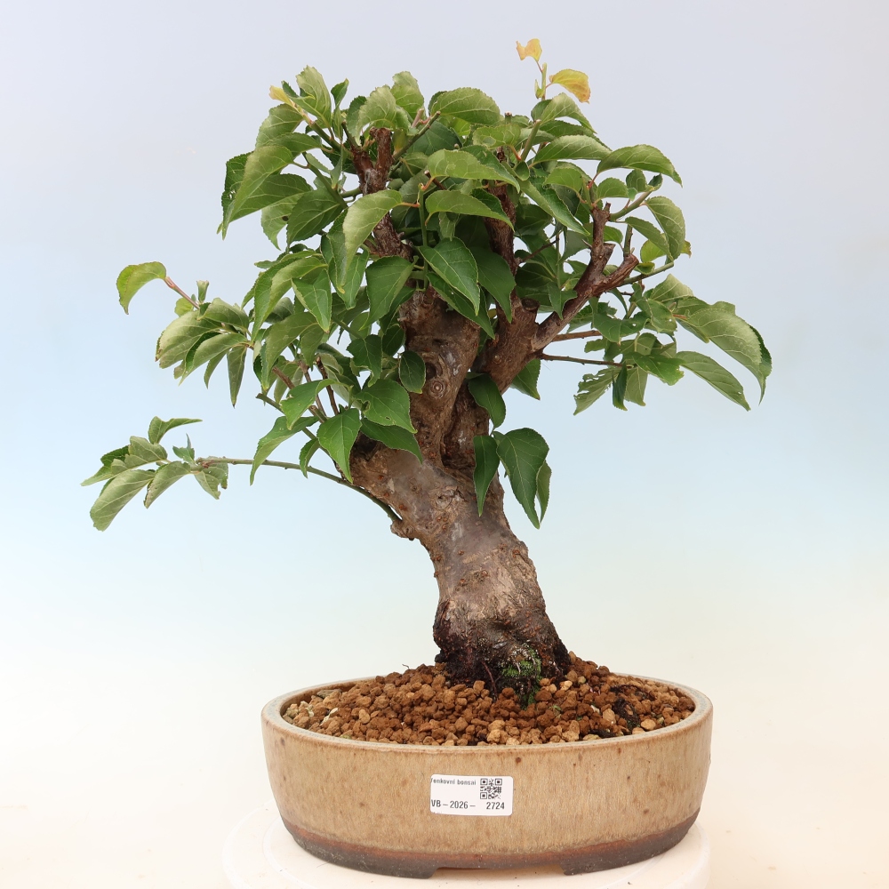 Bonsaï d'extérieur - Abricotier japonais - Prunus Mume