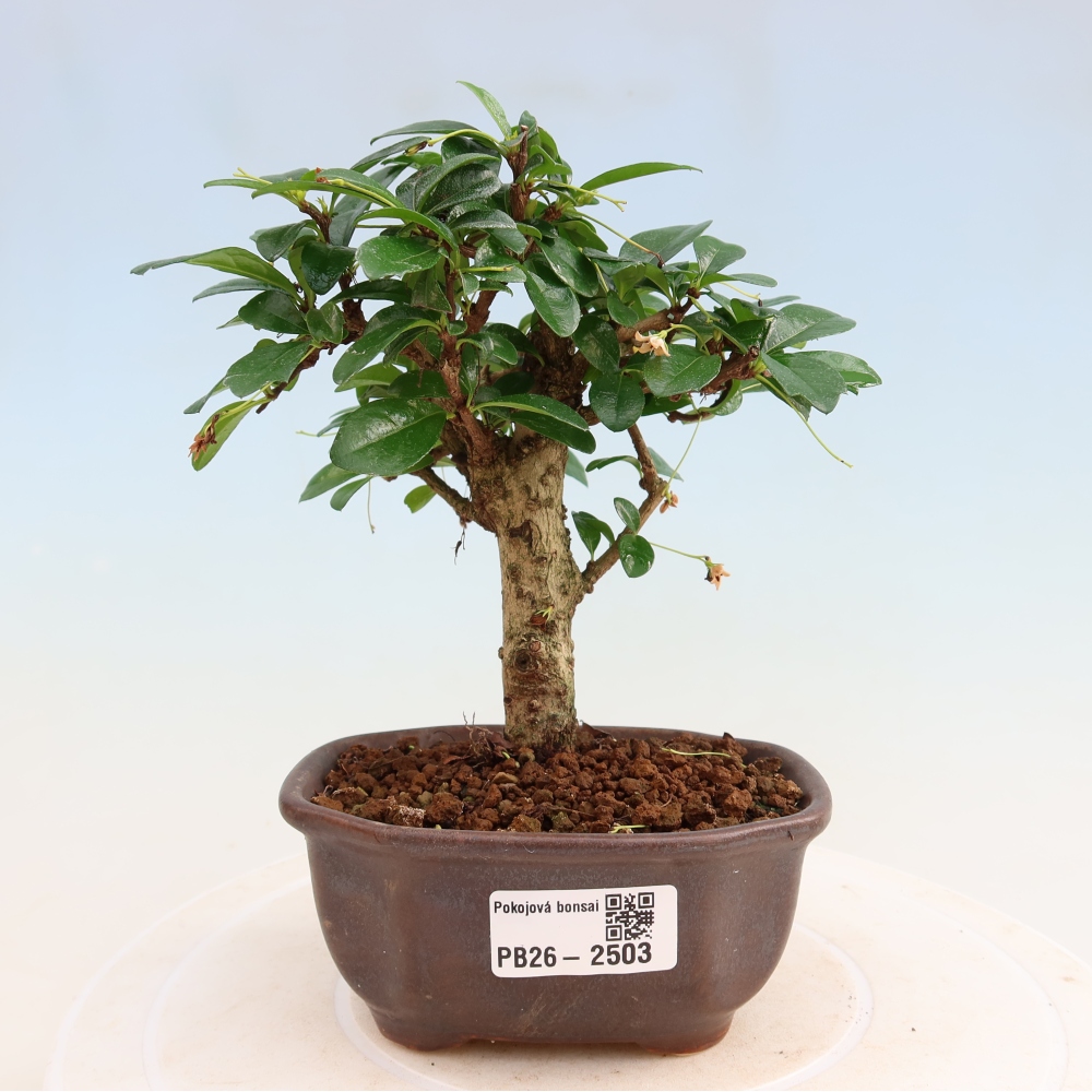 Bonsaï de chambre - Carmona macrophylla - Tea fuki