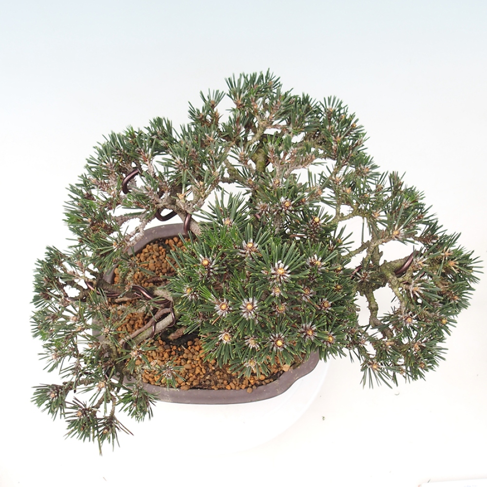 Bonsaï d'extérieur - Pinus thunbergii Kotobuki - Pin de Thunberg