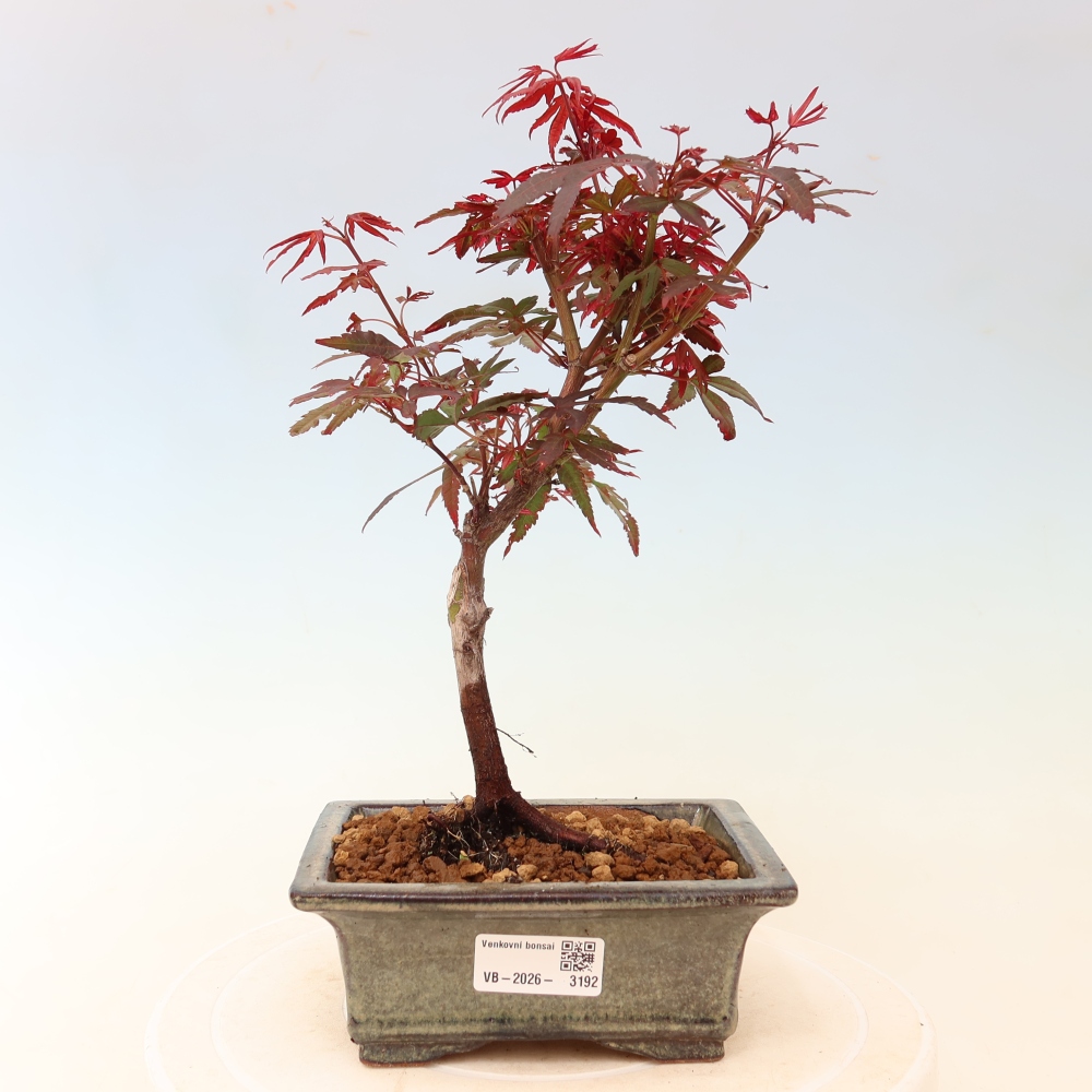 Bonsaï d'extérieur - Érable palmatum  - Acer palmatum Berry Broom 
