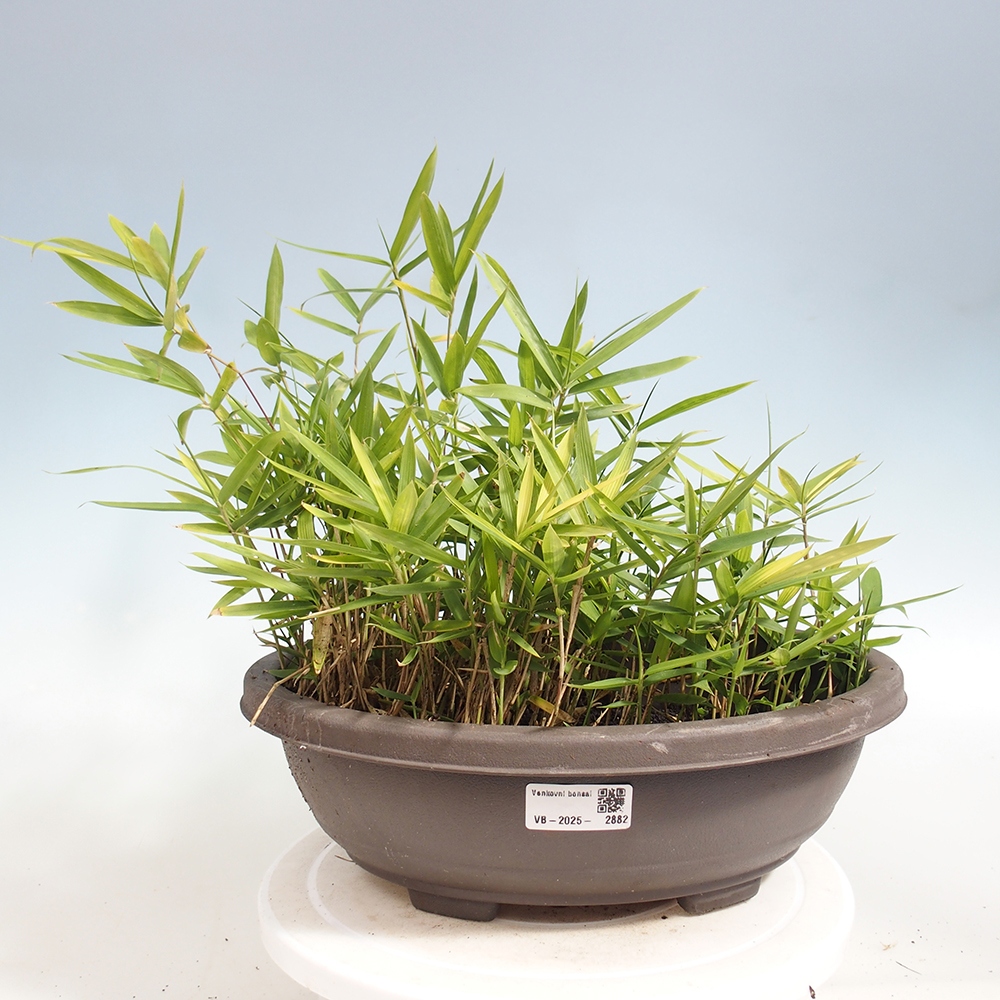 Bonsaï d'extérieur - Pleioblastus argenteostriatus f.pumilus - Bambou nain