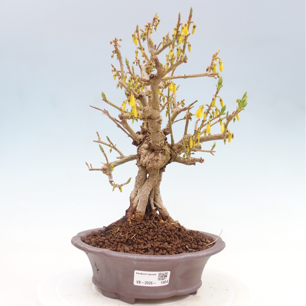 Bonsaï d'extérieur - Zlatice - Forsythia koreana