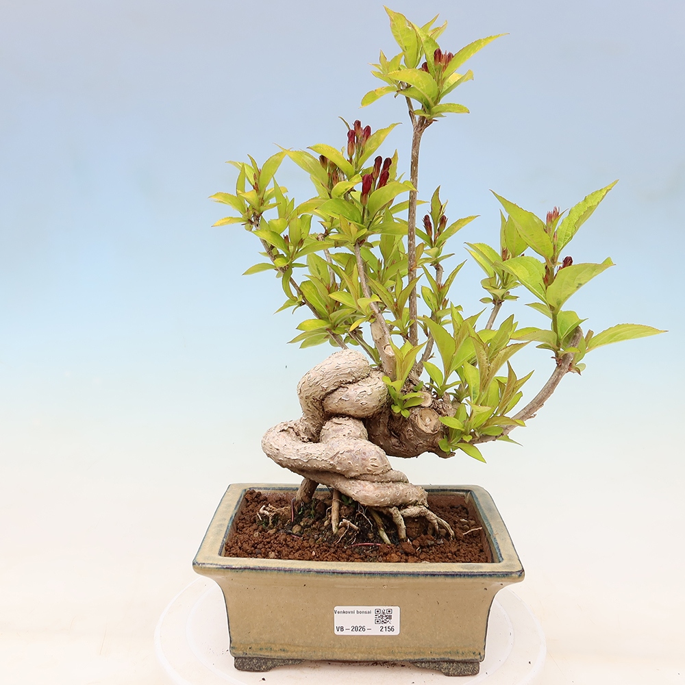 Bonsaï d'extérieur - Weigela subsessilis - Weigela de Corée