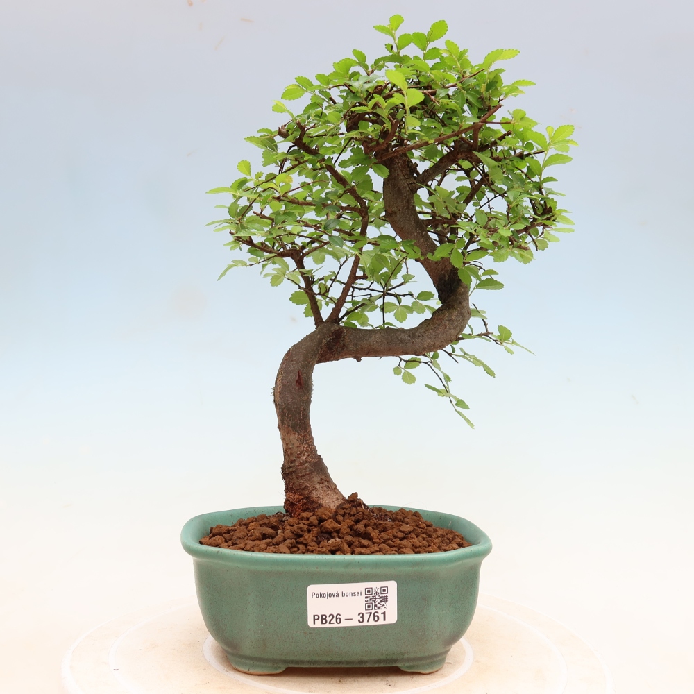 Bonsaï de chambre - Ulmus parvifolia - Orme à petites feuilles