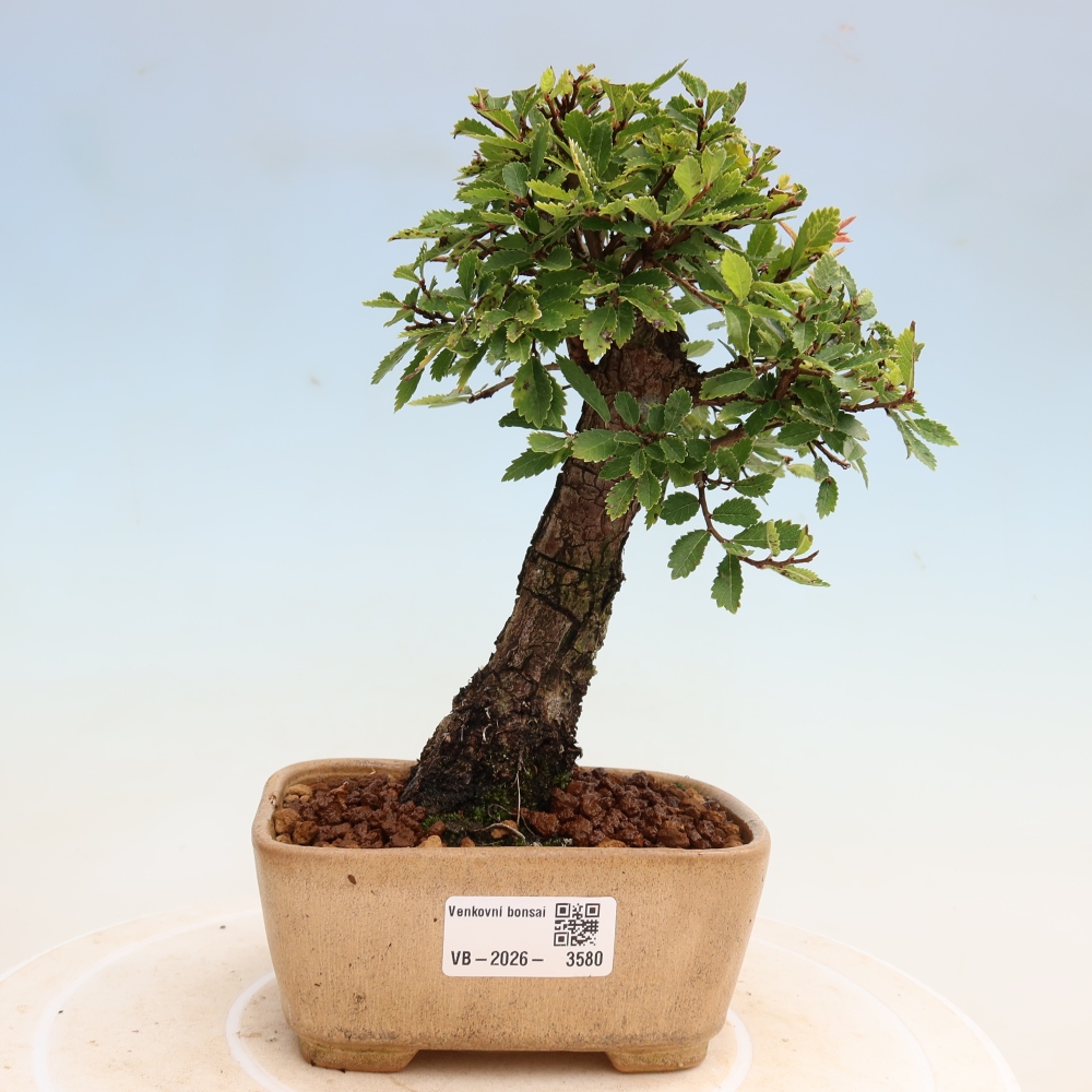 Bonsaï d'extérieur - Zelkova - Zelkova NIRE