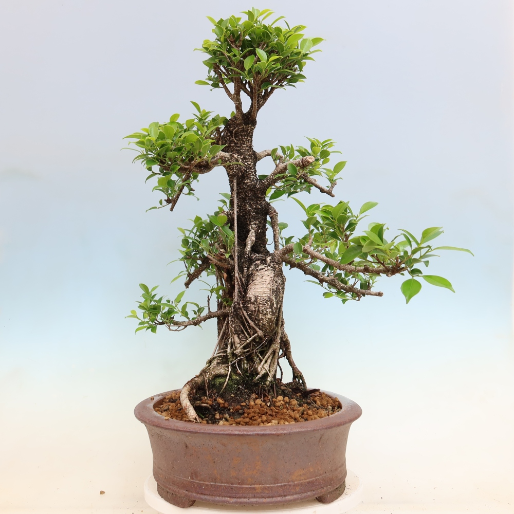 Salle bonsaï - Ficus kimmen - ficus à petites feuilles
