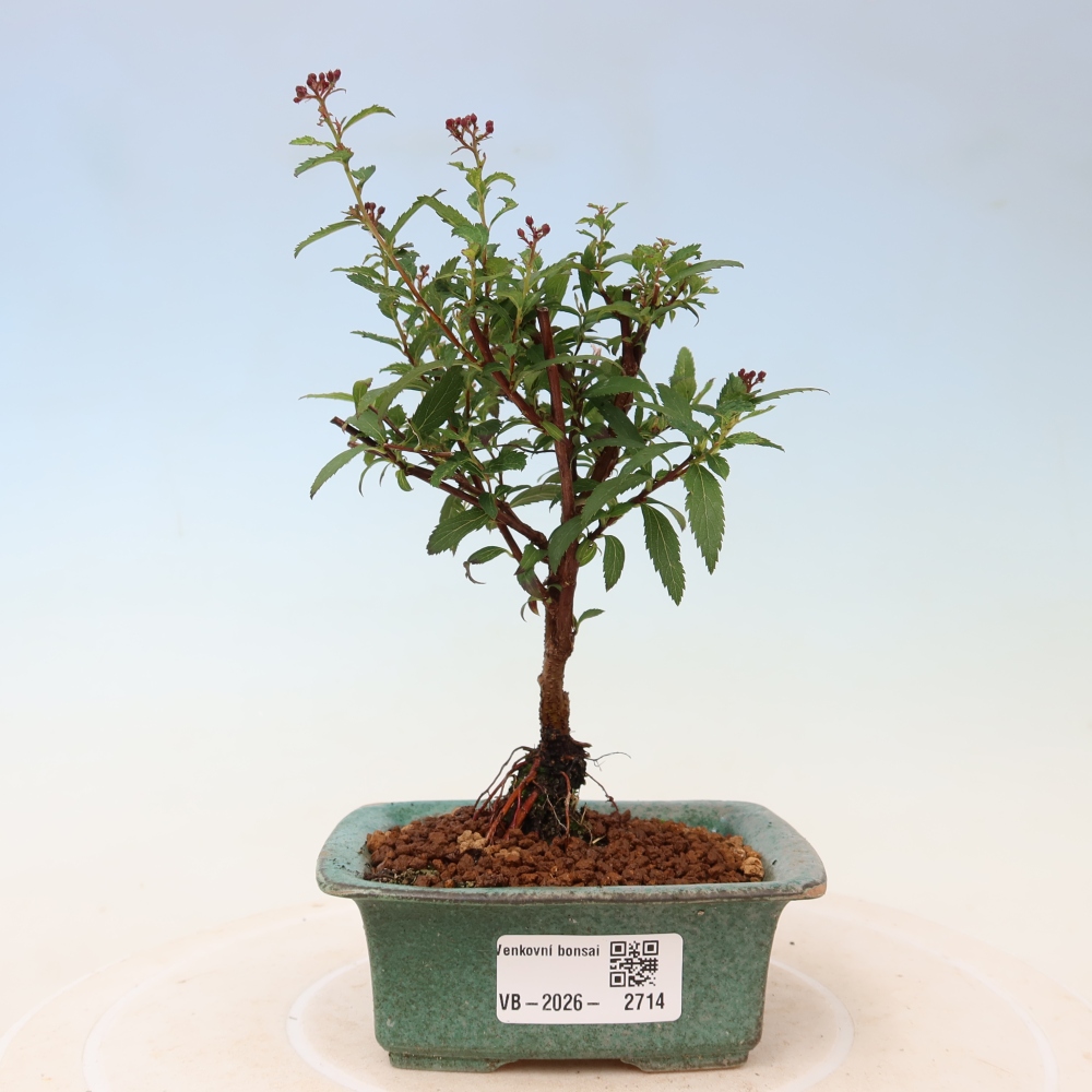Bonsaï d'extérieur - spirée du Japon - Spirea japonica Anthony Waterer