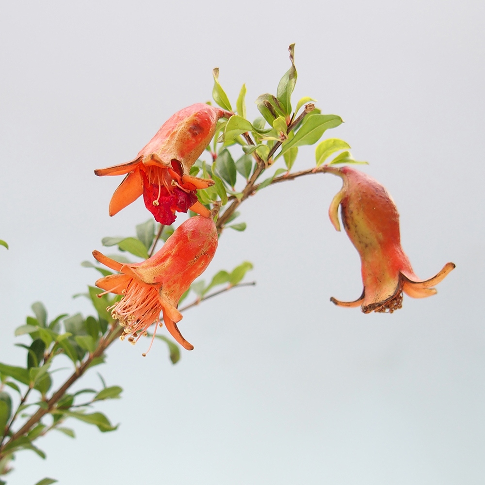 Bonsaï de chambre-PUNICA granatum nana-Pomme grenat