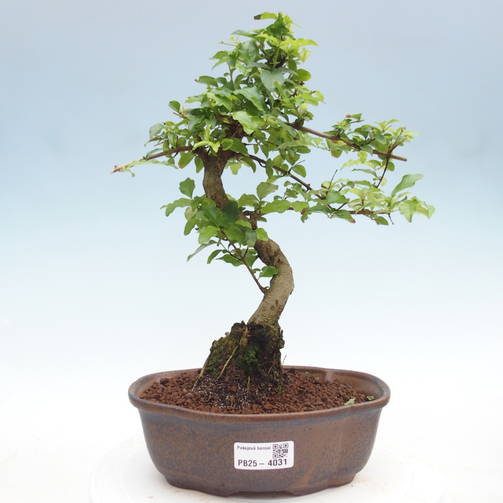 Bonsaï de chambre -Ligustrum chinensis - Bec d'oiseau